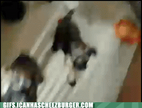 Moving Image Mayhem (Animal Edition)