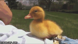 Moving Image Mayhem (Animal Edition)