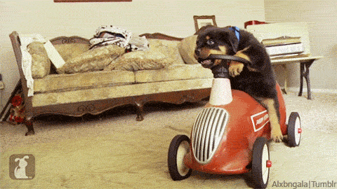 Moving Image Mayhem (Animal Edition)