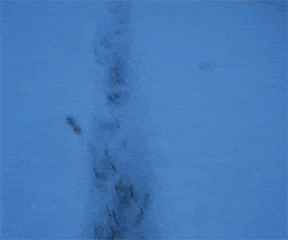 Moving Image Mayhem (Animal Edition)