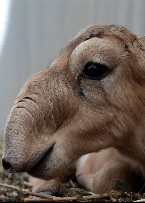 Moving Image Mayhem (Animal Edition)