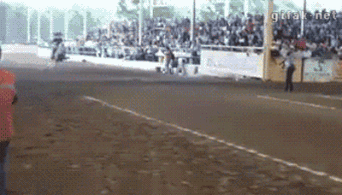 Moving Image Mayhem (Animal Edition)