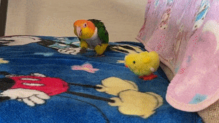 Moving Image Mayhem (Animal Edition)