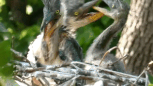 Moving Image Mayhem (Animal Edition)