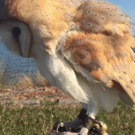 Moving Image Mayhem (Animal Edition)