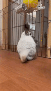 Moving Image Mayhem (Animal Edition)