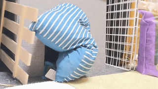 Moving Image Mayhem (Animal Edition)