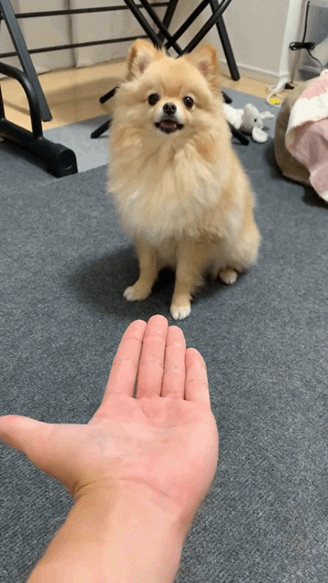 Moving Image Mayhem (Animal Edition)