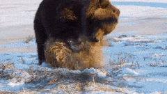 Moving Image Mayhem (Animal Edition)