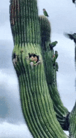 Moving Image Mayhem (Animal Edition)