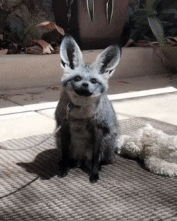 Moving Image Mayhem (Animal Edition)