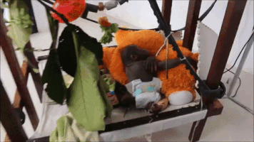 Moving Image Mayhem (Animal Edition)