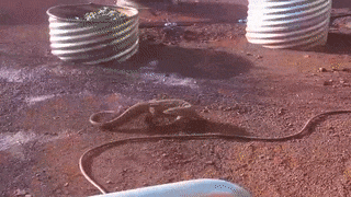 Moving Image Mayhem (Animal Edition)