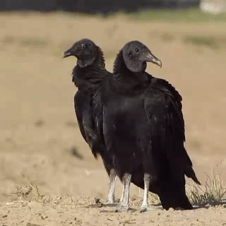 Moving Image Mayhem (Animal Edition)