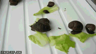 Moving Image Mayhem (Animal Edition)