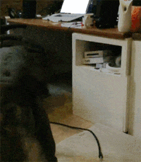 Moving Image Mayhem (Animal Edition)