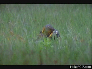 Moving Image Mayhem (Animal Edition)