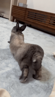 Moving Image Mayhem (Animal Edition)