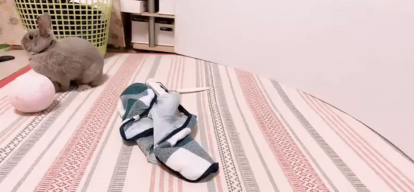 Moving Image Mayhem (Animal Edition)