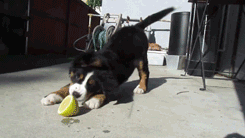 Moving Image Mayhem (Animal Edition)