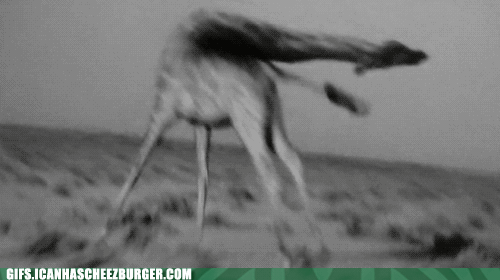 Moving Image Mayhem (Animal Edition)