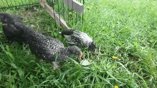 Moving Image Mayhem (Animal Edition)