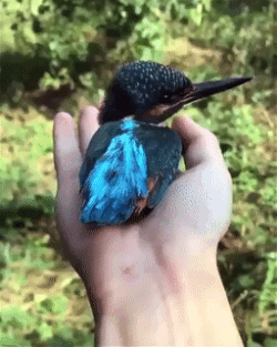 Moving Image Mayhem (Animal Edition)