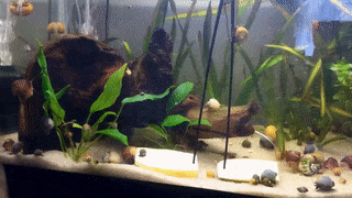 Moving Image Mayhem (Animal Edition)