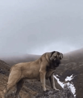 Moving Image Mayhem (Animal Edition)