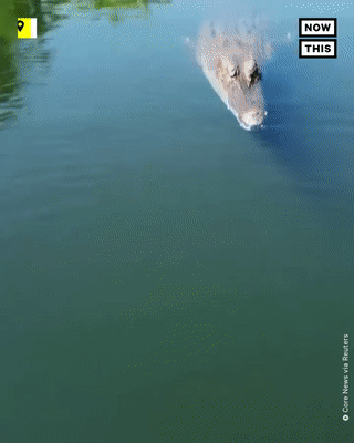 Moving Image Mayhem (Animal Edition)