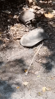 Moving Image Mayhem (Animal Edition)