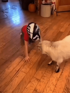 Moving Image Mayhem (Animal Edition)