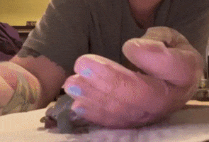 Moving Image Mayhem (Animal Edition)