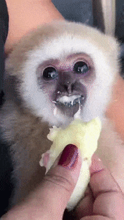 Moving Image Mayhem (Animal Edition)