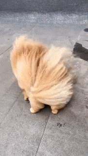 Moving Image Mayhem (Animal Edition)