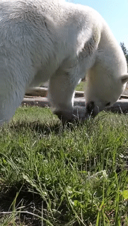 Moving Image Mayhem (Animal Edition)