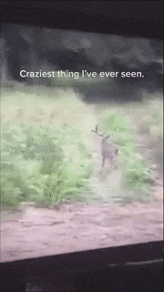 Moving Image Mayhem (Animal Edition)