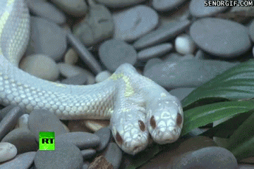 Moving Image Mayhem (Animal Edition)