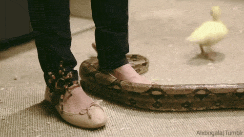 Moving Image Mayhem (Animal Edition)