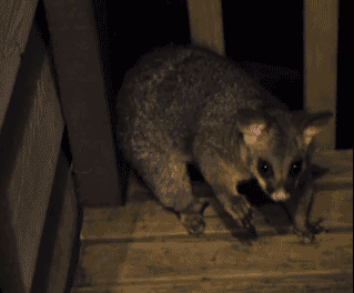 Moving Image Mayhem (Animal Edition)