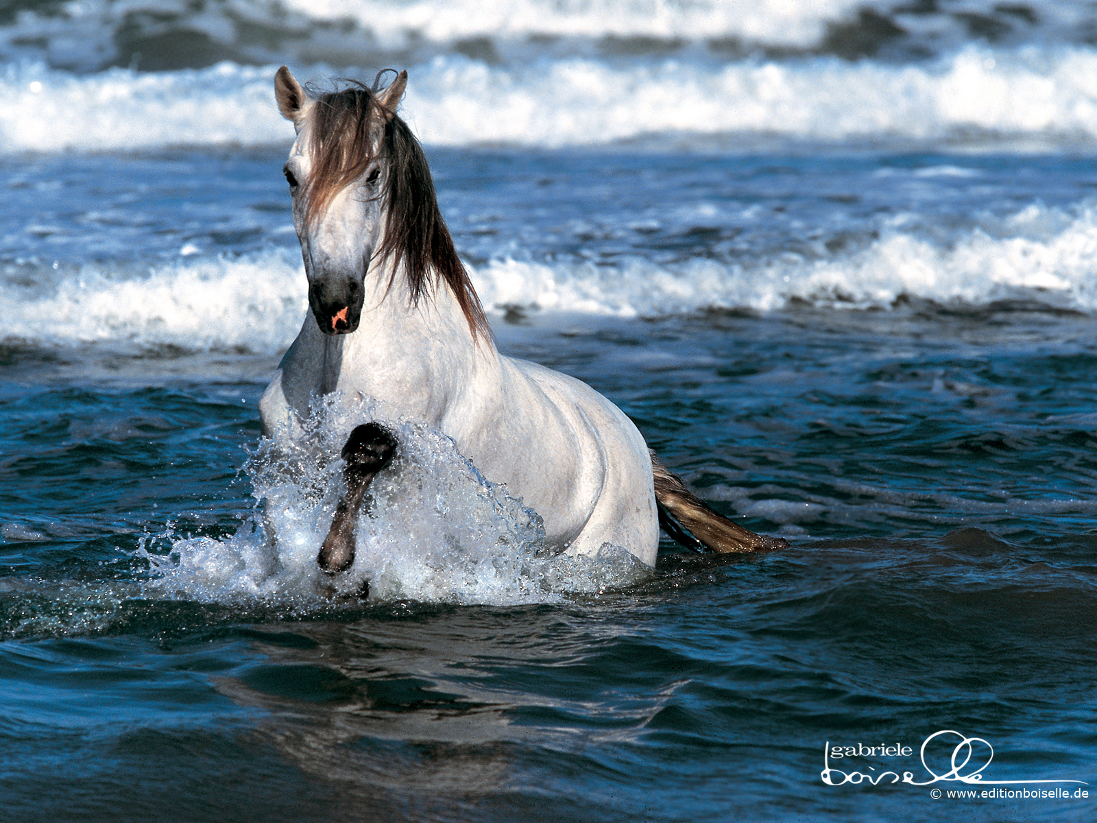 A herd of horse pics and memes