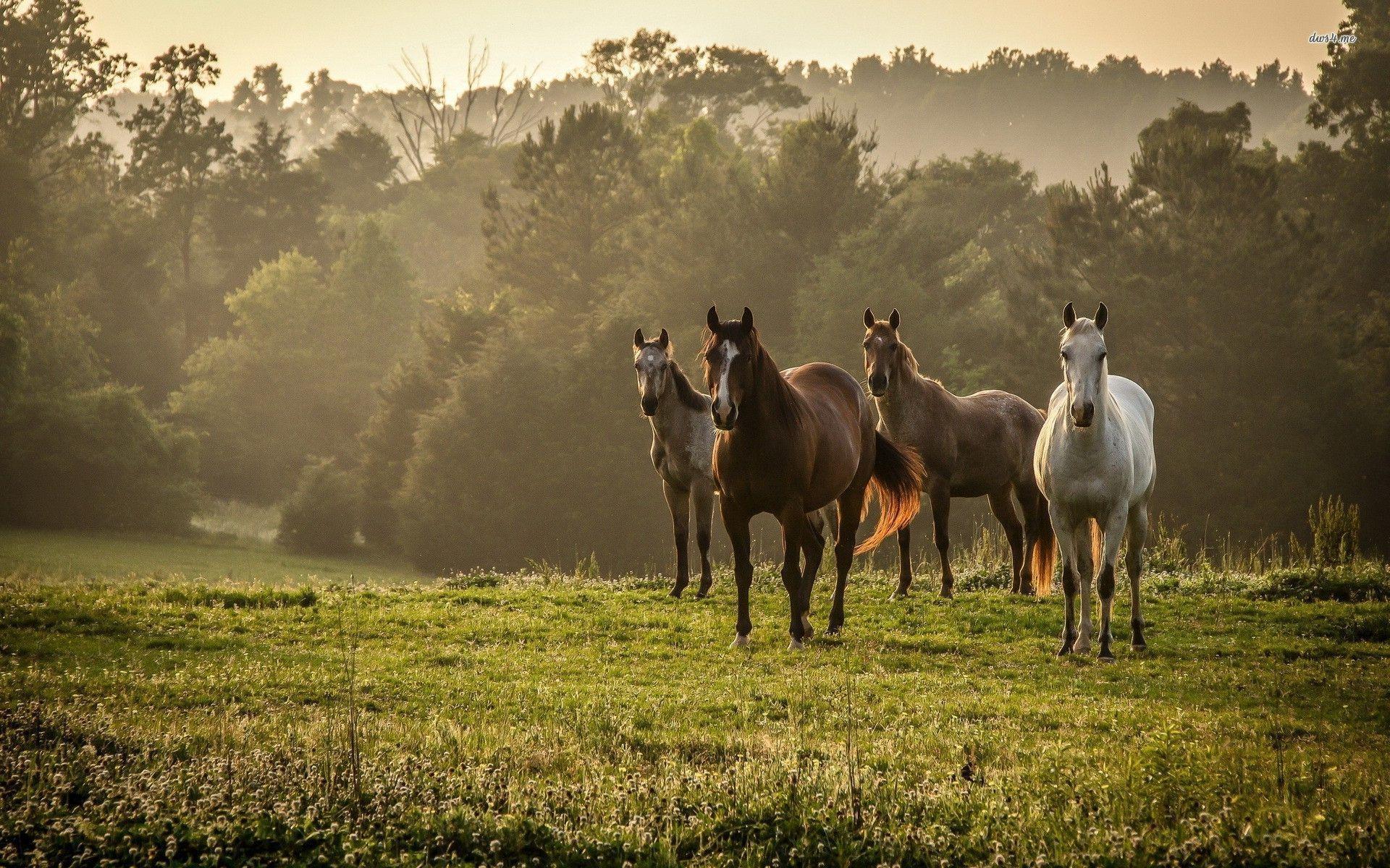 A herd of horse pics and memes