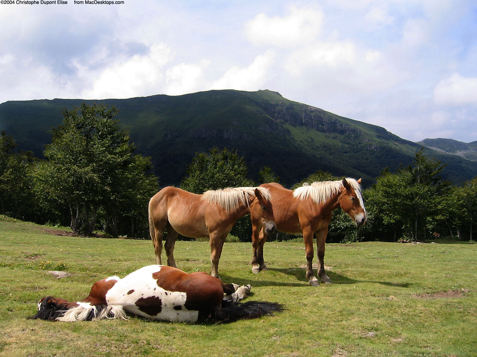 A herd of horse pics and memes