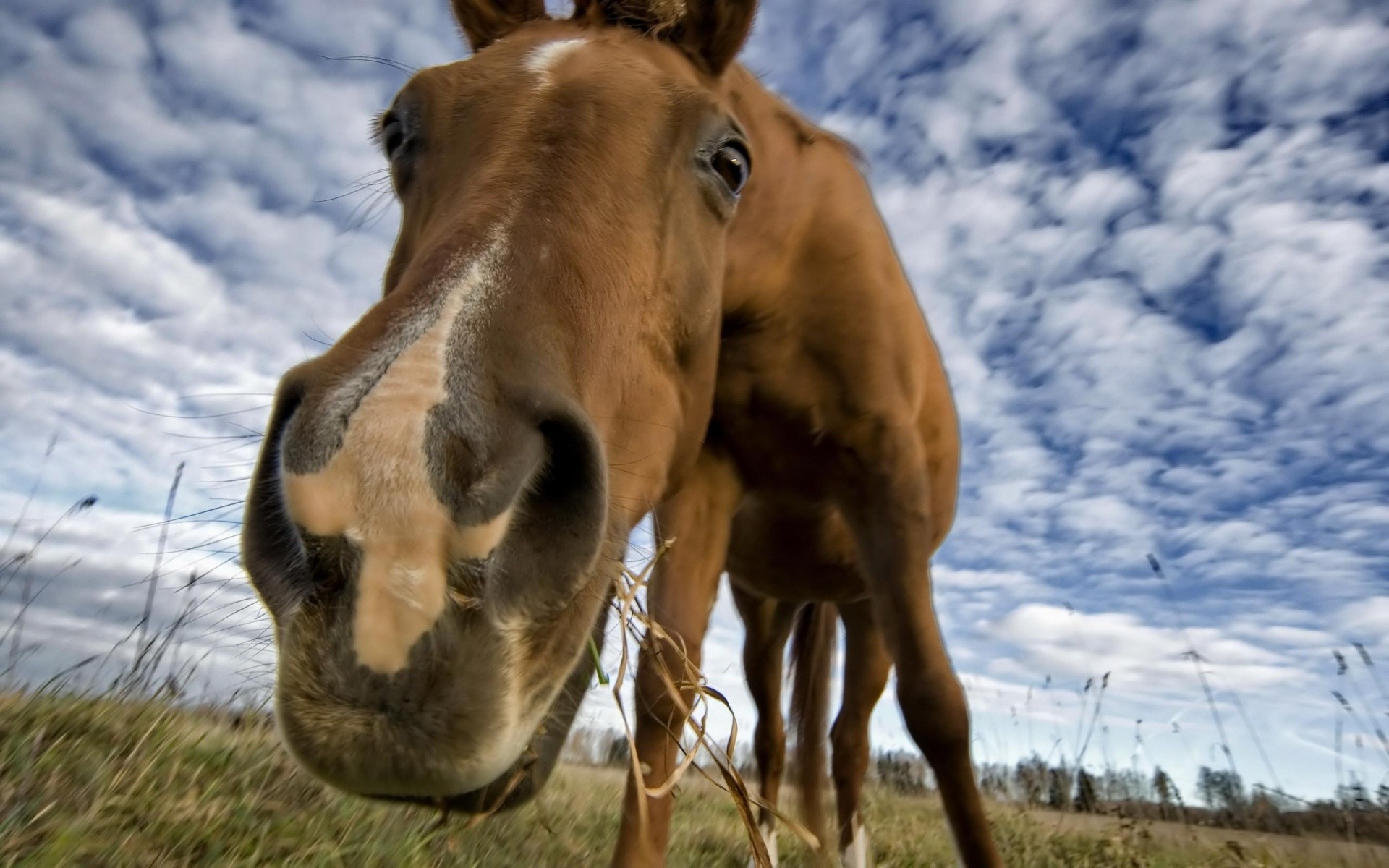 A herd of horse pics and memes