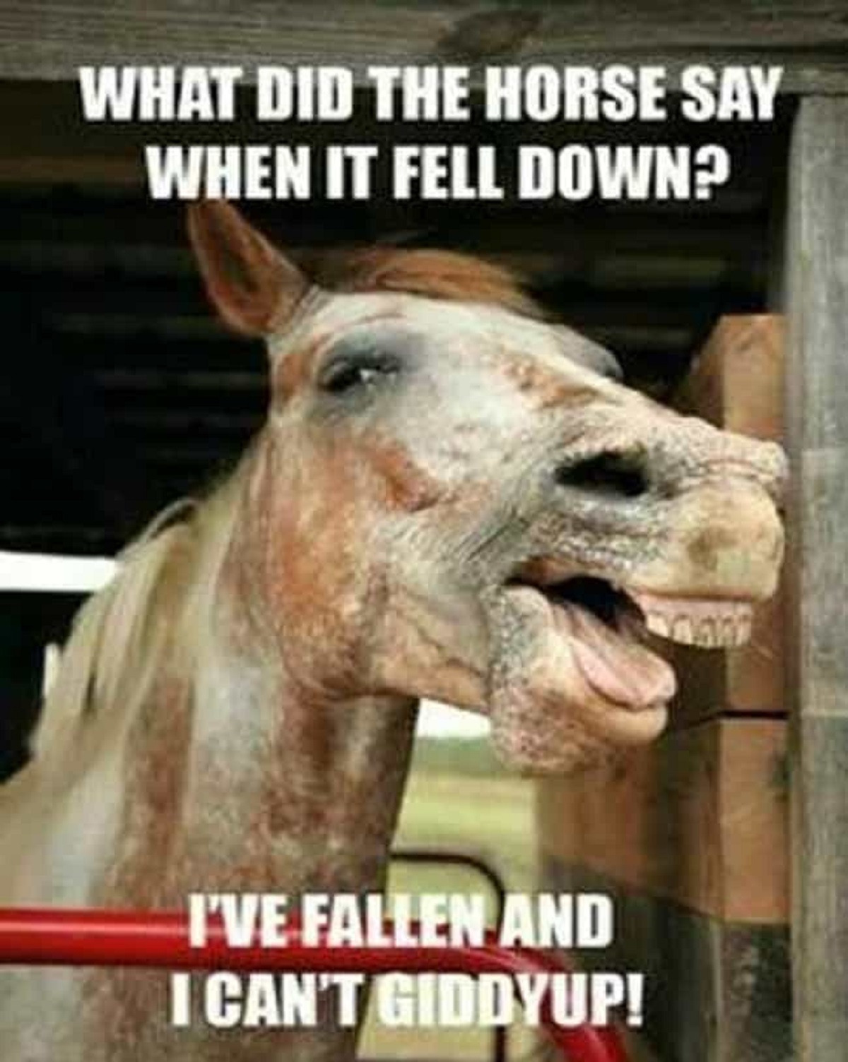 A herd of horse pics and memes