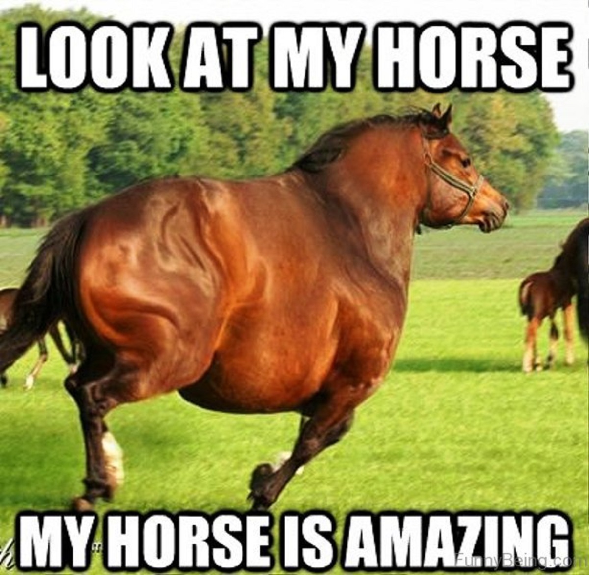 A herd of horse pics and memes