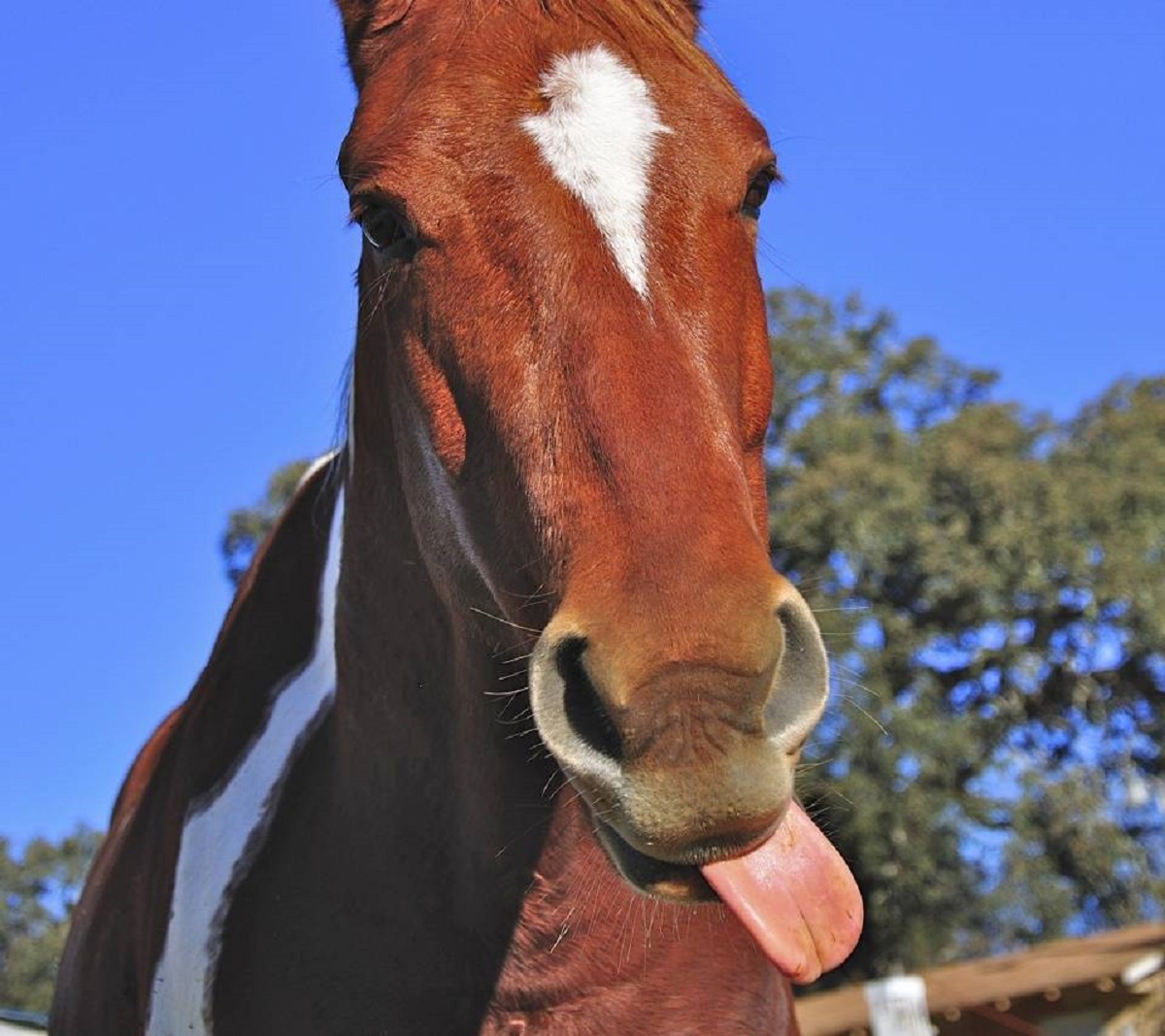 A herd of horse pics and memes