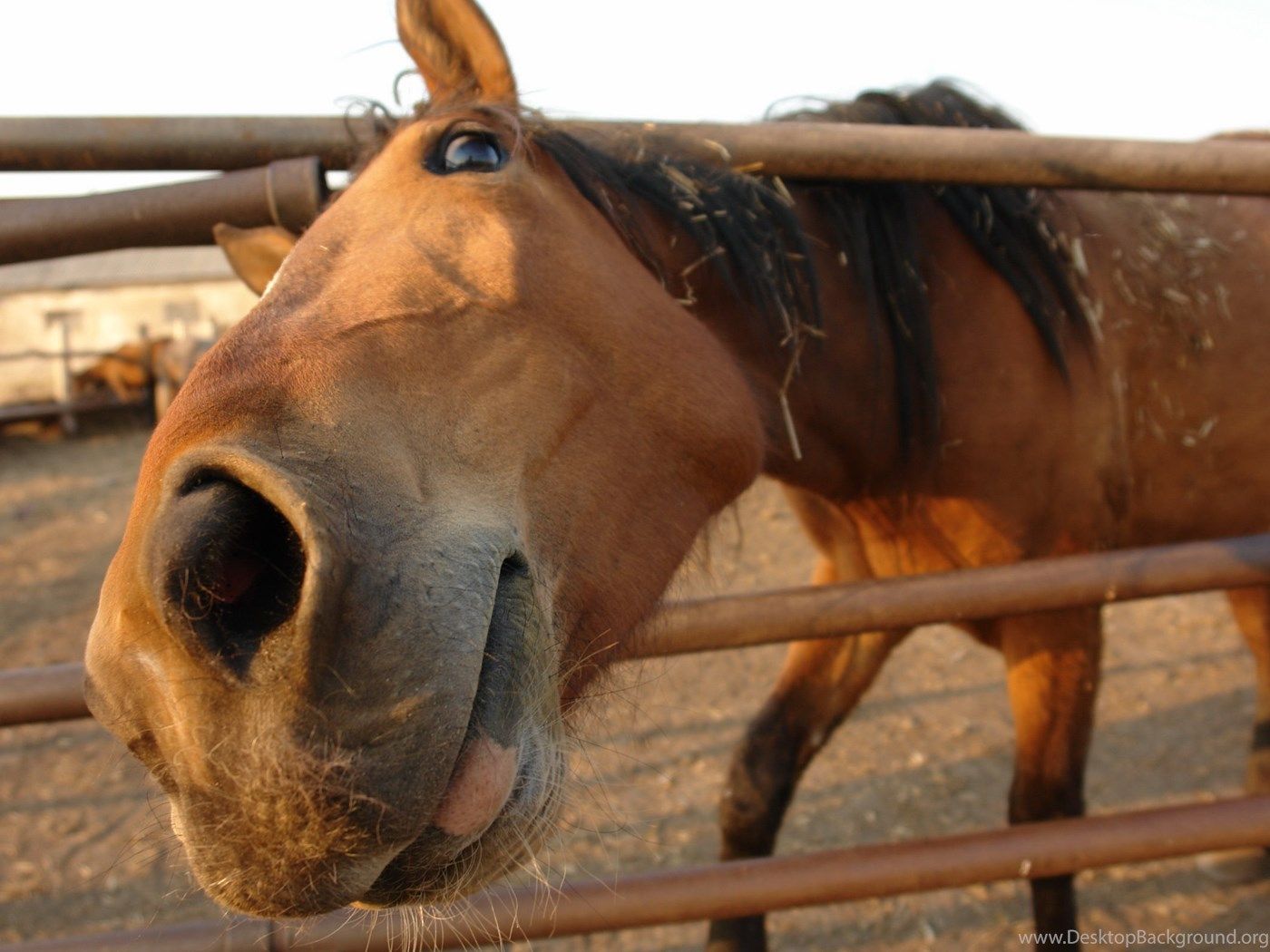 A herd of horse pics and memes