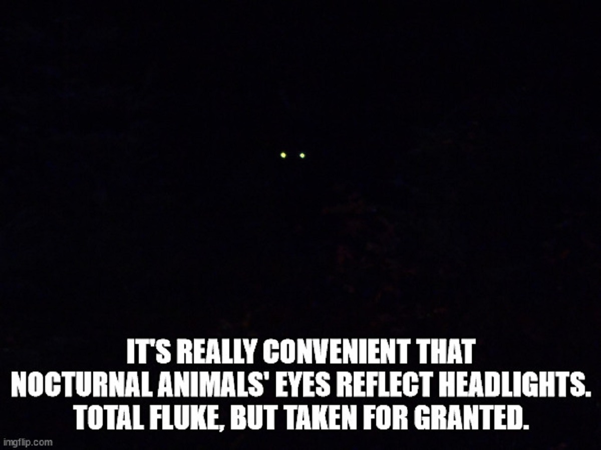 darkness - It'S Really Convenient That Nocturnal Animals' Eyes Reflect Headlights. Total Fluke, But Taken For Granted. imgflip.com