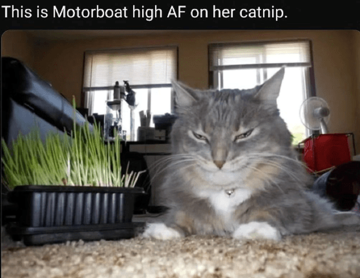 Caturday 5-18-24